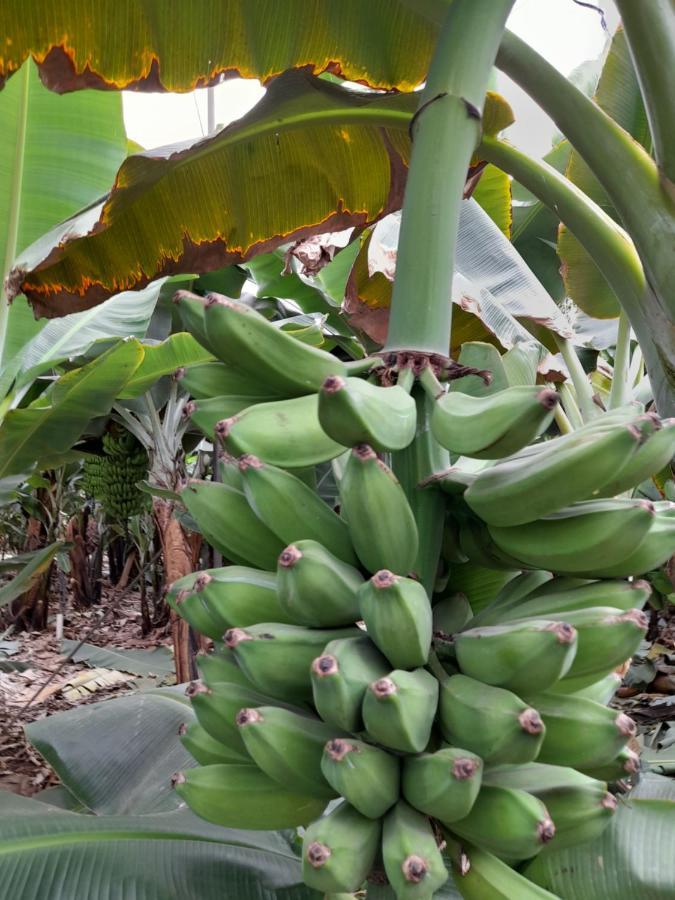 Tenerife Privatunterkunft San Miguel de Abona